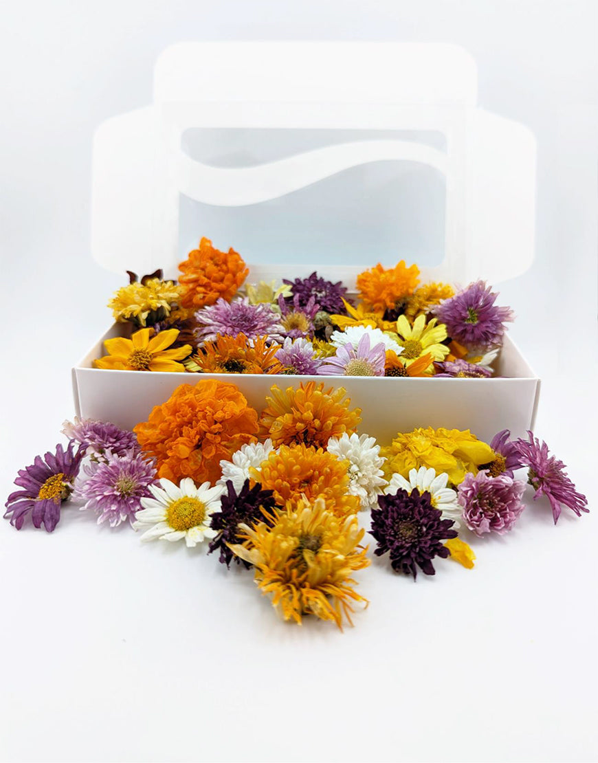 Freeze Dried Edible Mums Freshly Preserved