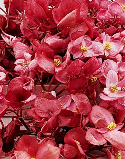 Freeze-Dried Edible Begonias