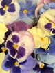 Freeze-Dried Edible Pansies
