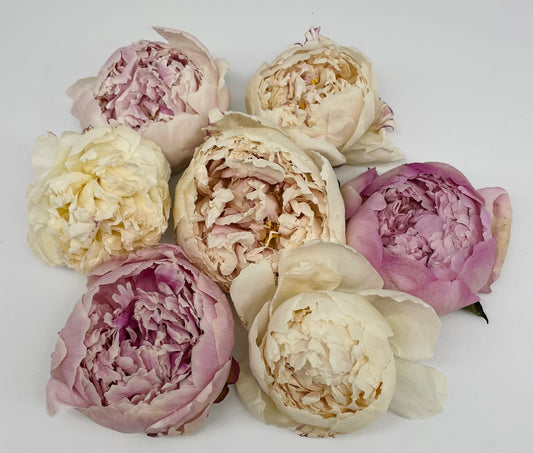 Freeze-Dried Edible Peonies