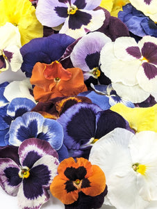 Freeze-Dried Edible Pansies