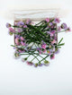 Freeze-Dried Edible Chive Flowers